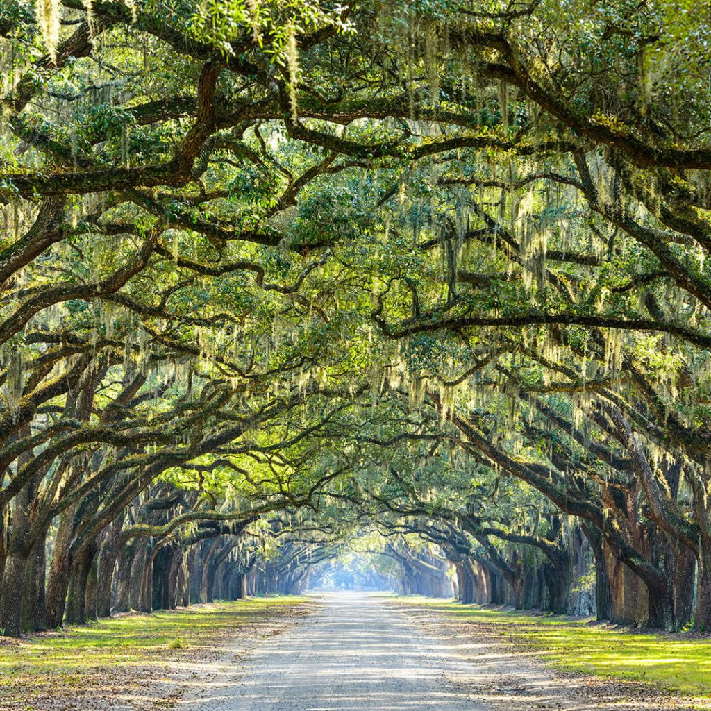 Plantation of Wormsloe